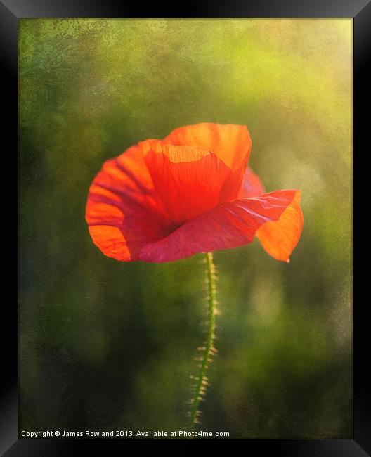 Poppy in the field Framed Print by James Rowland
