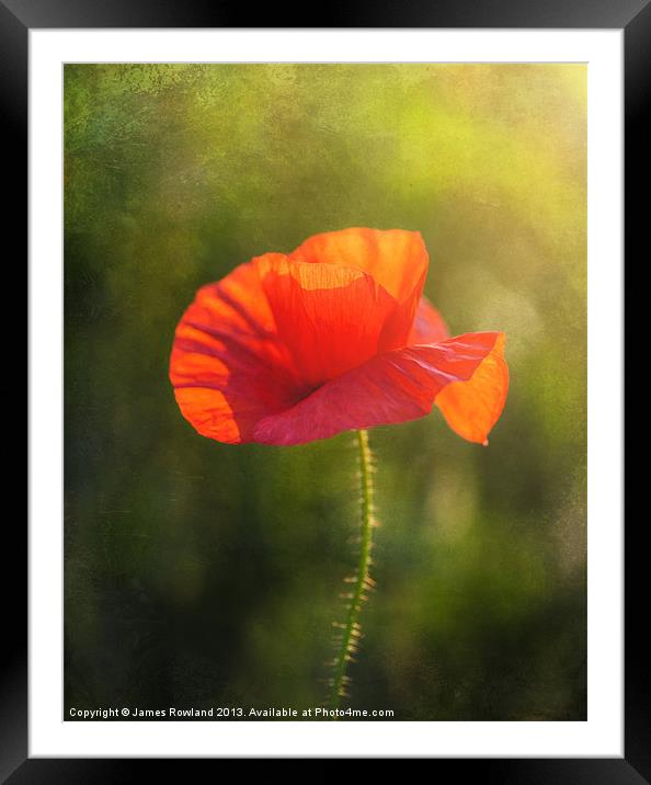 Poppy in the field Framed Mounted Print by James Rowland