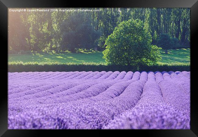 Rows of Lavender Framed Print by James Rowland