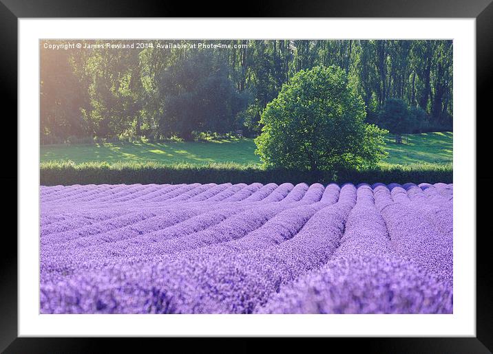 Rows of Lavender Framed Mounted Print by James Rowland