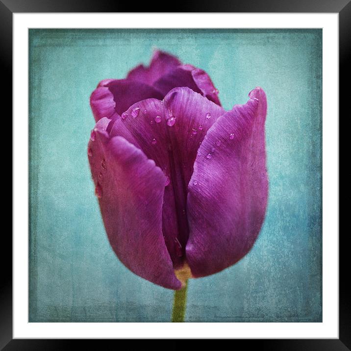 Purple Delight Framed Mounted Print by James Rowland