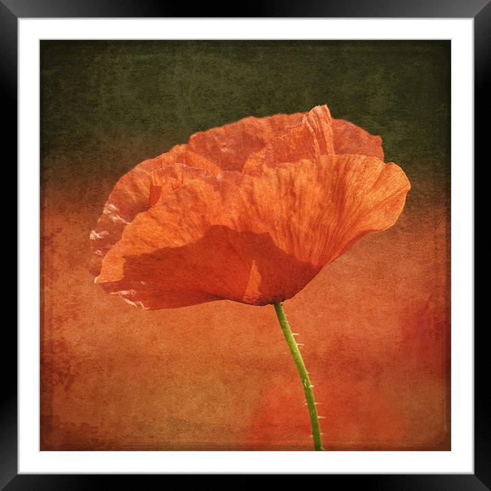 Poppy in a sea of red Framed Mounted Print by James Rowland