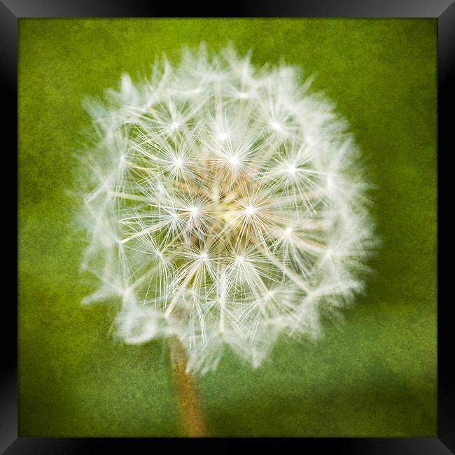 Sparkling Dandelion Framed Print by James Rowland