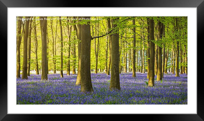 Woodland Bluebells Framed Mounted Print by James Rowland