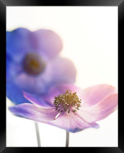  Sunlit Flowers Framed Print by James Rowland