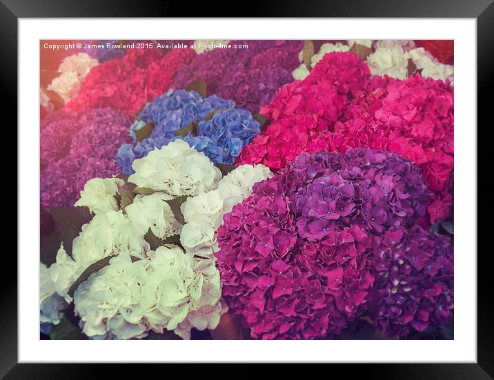 Hydrangea Mix Framed Mounted Print by James Rowland