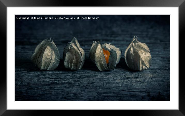 Four Physalis Framed Mounted Print by James Rowland
