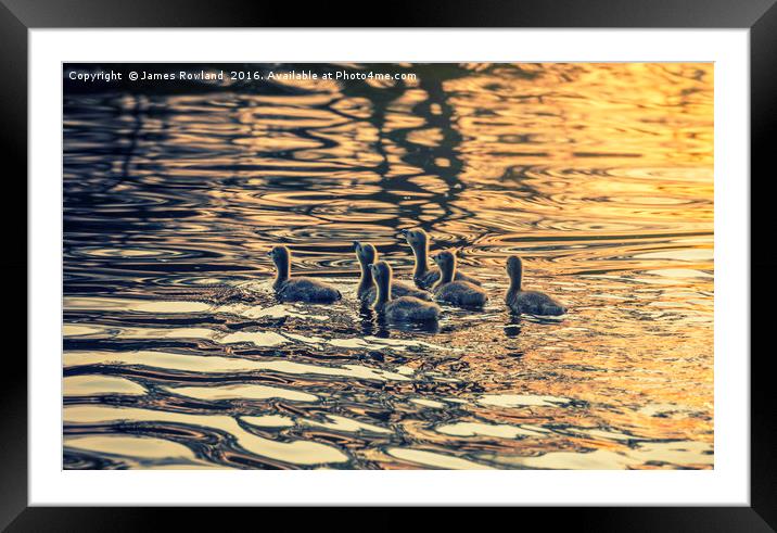 On Golden Pond Framed Mounted Print by James Rowland