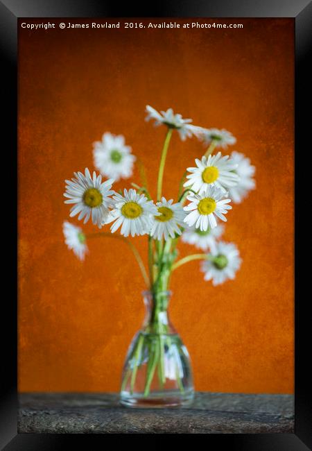 Oxeye Daisies Framed Print by James Rowland