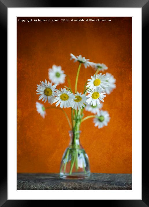 Oxeye Daisies Framed Mounted Print by James Rowland
