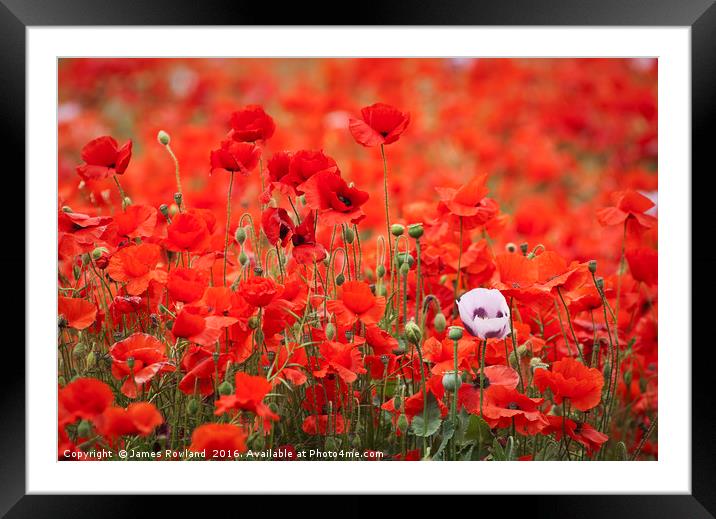 A Mass of Poppies Framed Mounted Print by James Rowland