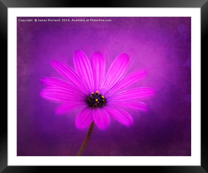 Purple Beauty Framed Mounted Print by James Rowland