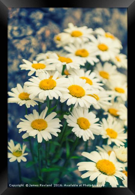 Oxeye daisies Framed Print by James Rowland