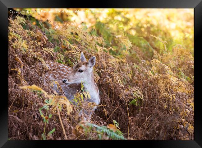 Deer in the Autumn Framed Print by James Rowland