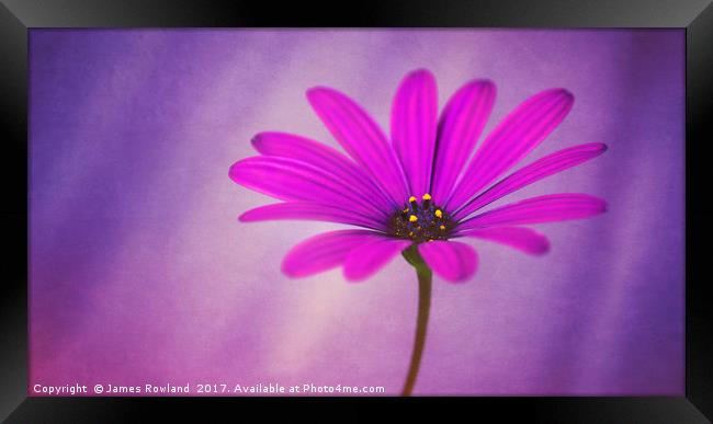 Purple Osteospermum Framed Print by James Rowland