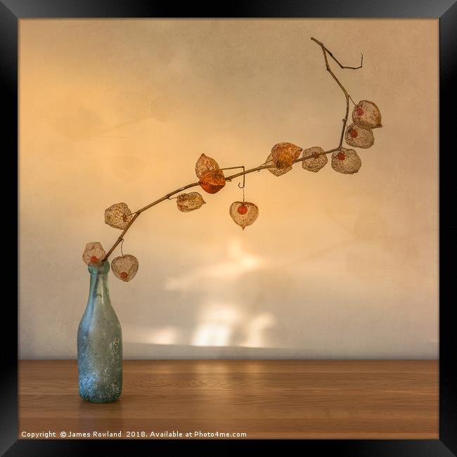 Physalis in a Bottle Framed Print by James Rowland