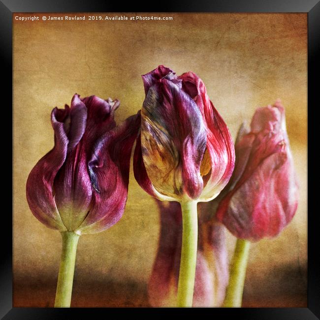 Fading Tulips Framed Print by James Rowland