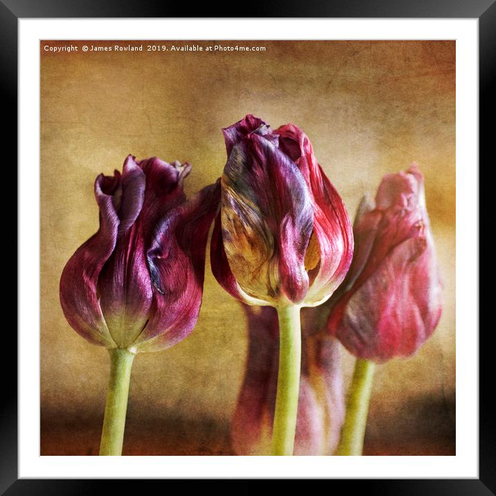 Fading Tulips Framed Mounted Print by James Rowland