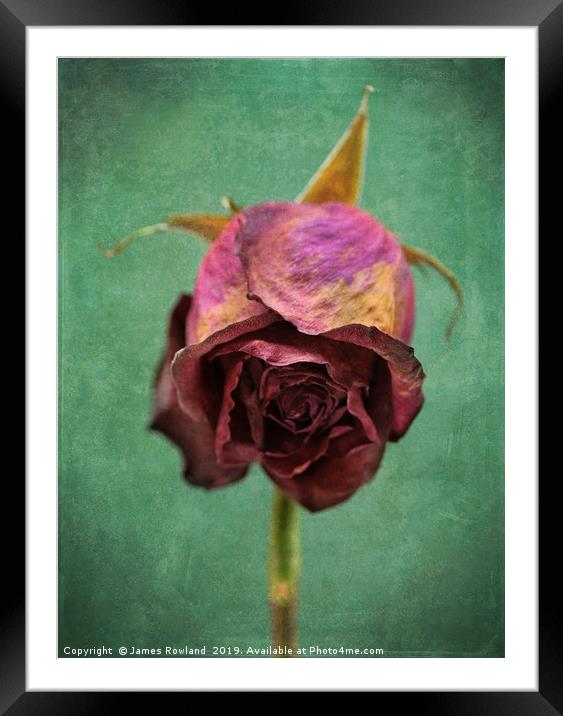 Dried Red Rose Framed Mounted Print by James Rowland