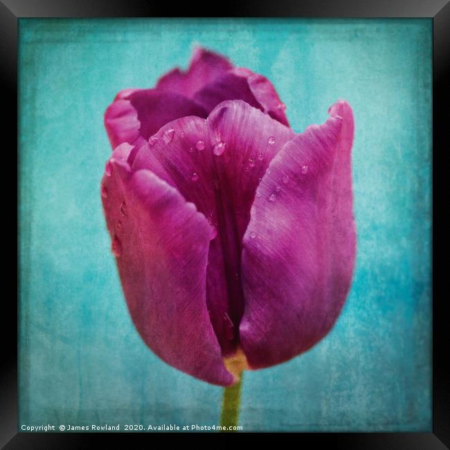 Purple delight Framed Print by James Rowland