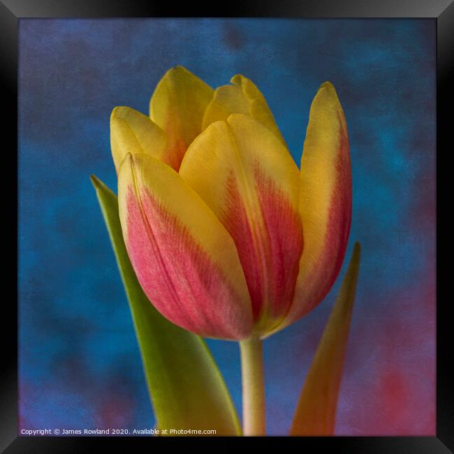 Yellow Tulip Framed Print by James Rowland