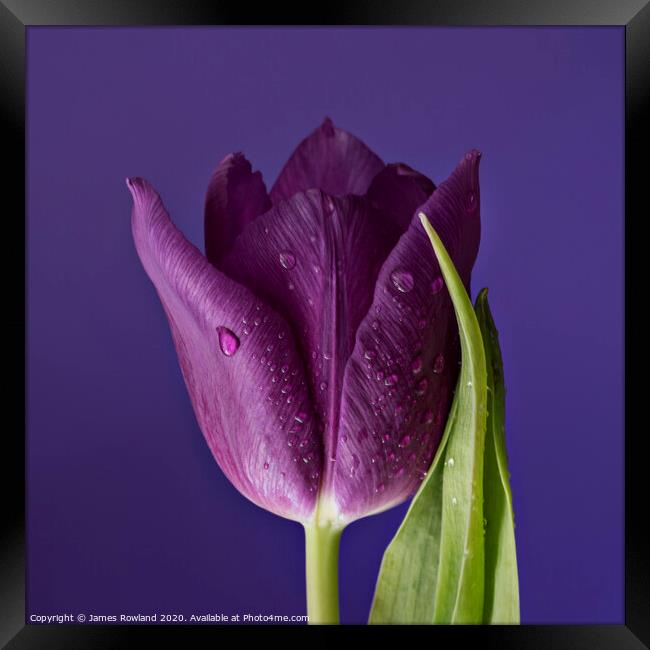 Purple Petals Framed Print by James Rowland