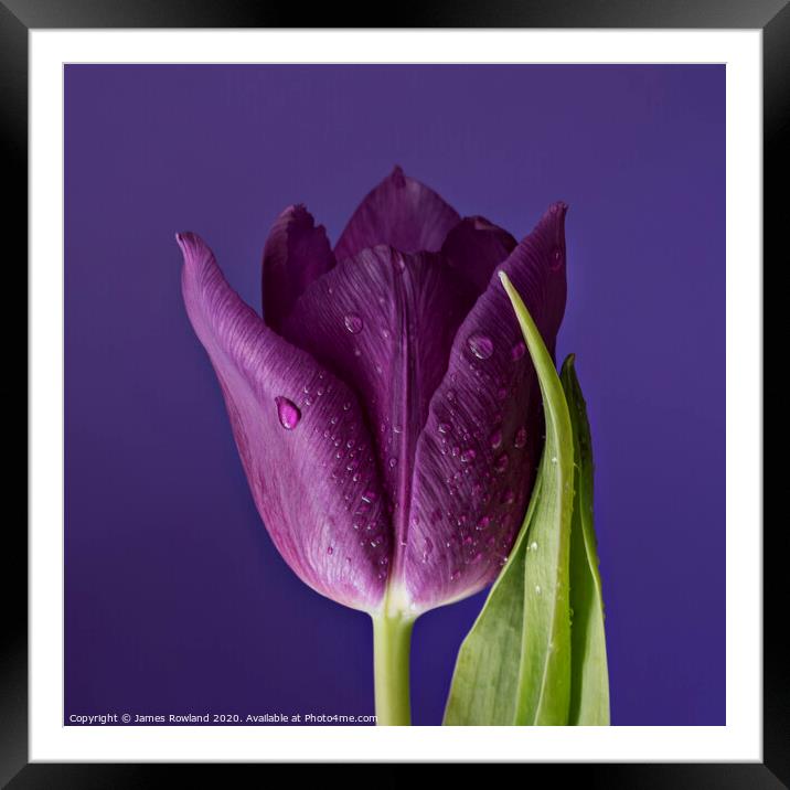 Purple Petals Framed Mounted Print by James Rowland