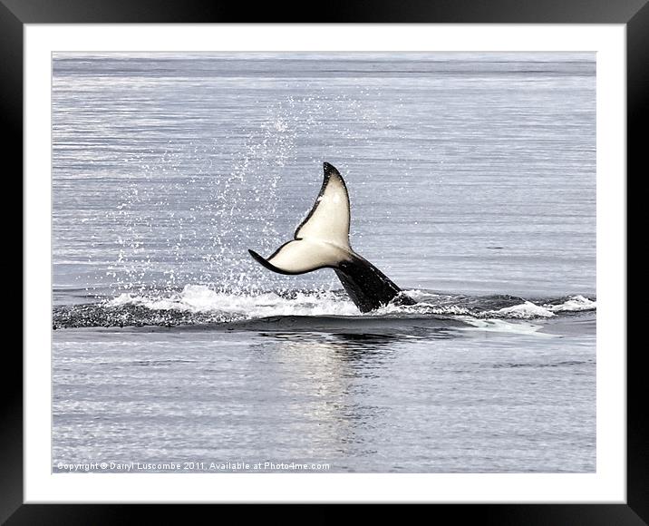 An Orca's Tail Framed Mounted Print by Darryl Luscombe