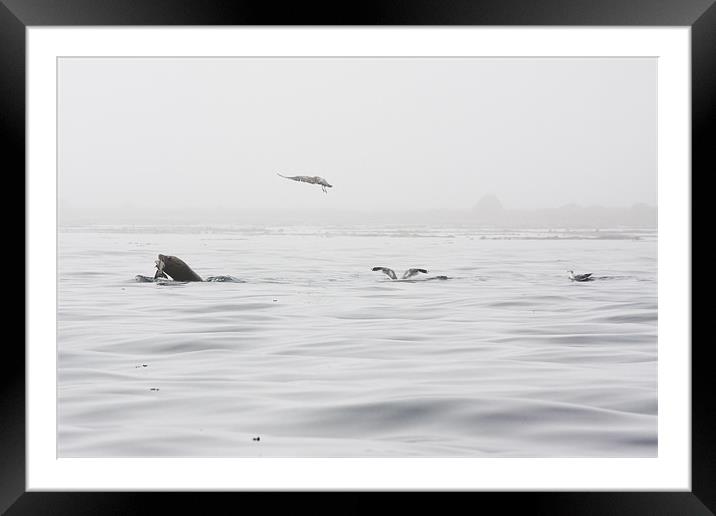 Race for the salmon Framed Mounted Print by Darryl Luscombe
