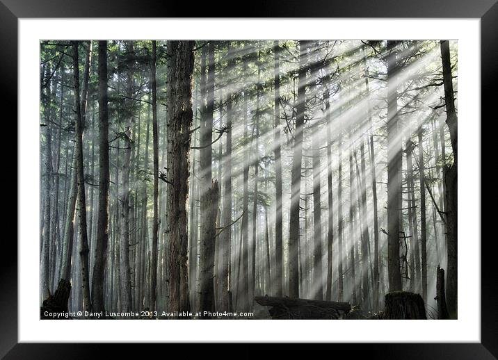 Light in the forest Framed Mounted Print by Darryl Luscombe
