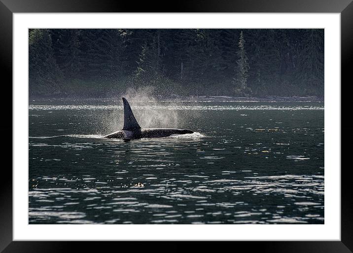 Morning Orca Framed Mounted Print by Darryl Luscombe