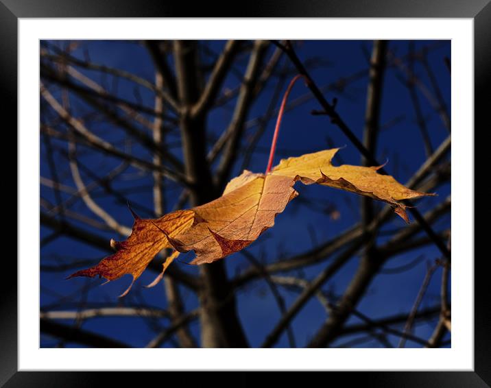 Last leaf of autumn Framed Mounted Print by Darryl Luscombe