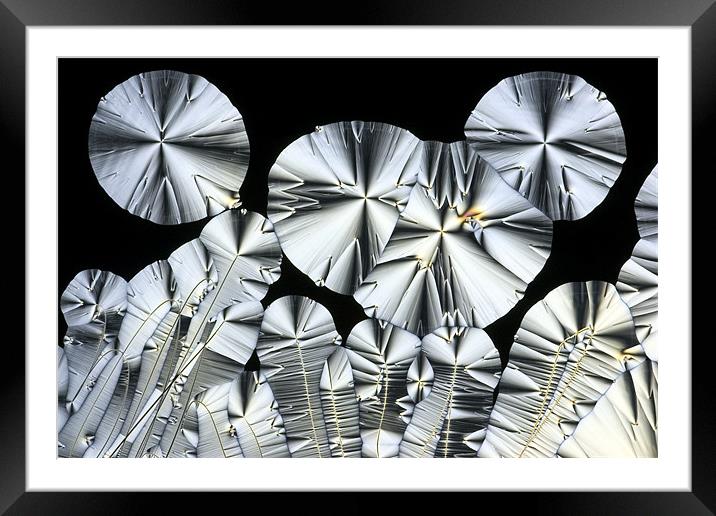 Vitamin C crystals #1 Framed Mounted Print by Darryl Luscombe