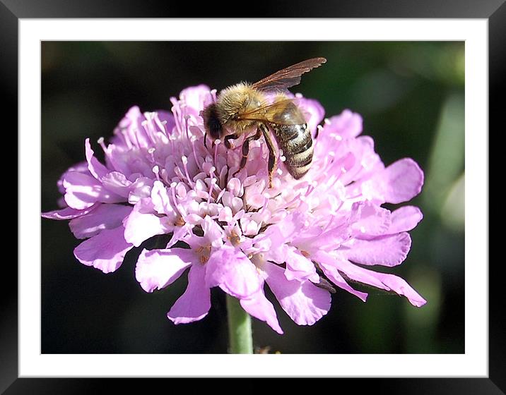 hunting the pollen Framed Mounted Print by evelyn martin