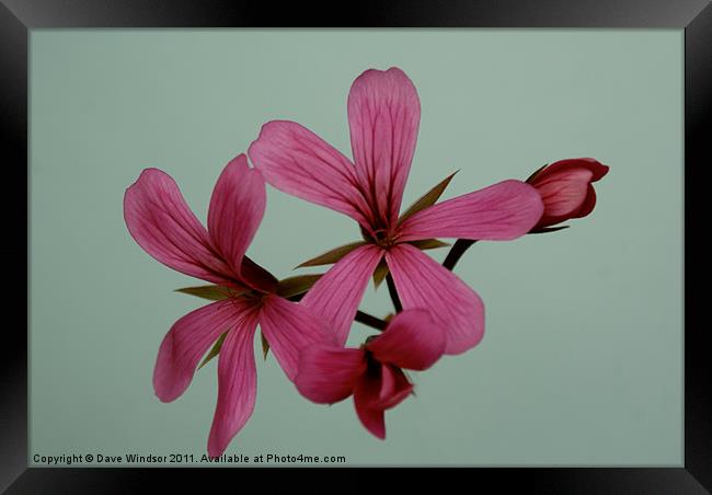 Pink Flower Framed Print by Dave Windsor