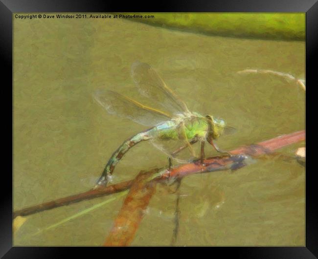 Painted Dragon Fly Framed Print by Dave Windsor