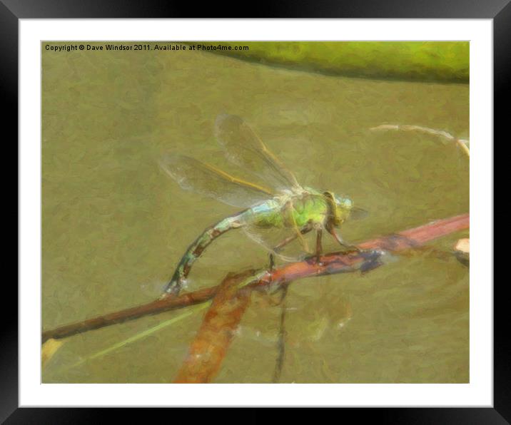Painted Dragon Fly Framed Mounted Print by Dave Windsor