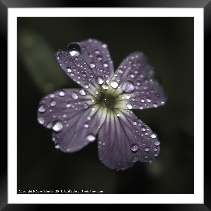 Water Soaked Flower Framed Mounted Print by Dave Windsor