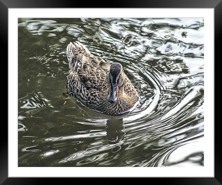 mallard Duck Framed Mounted Print by Dave Windsor