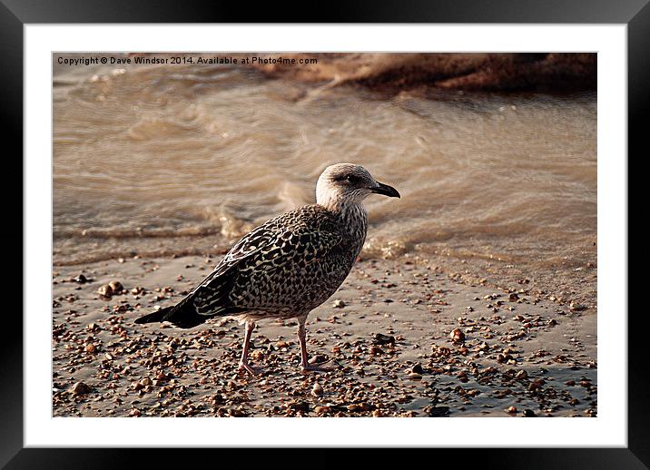  Young Seagull Framed Mounted Print by Dave Windsor