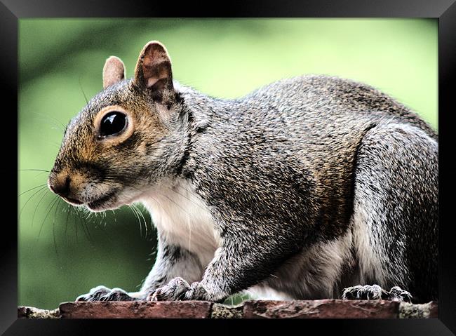 Squirrel feeding Framed Print by Dave Windsor