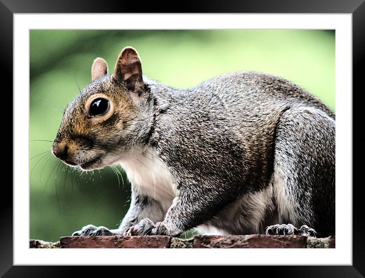Squirrel feeding Framed Mounted Print by Dave Windsor