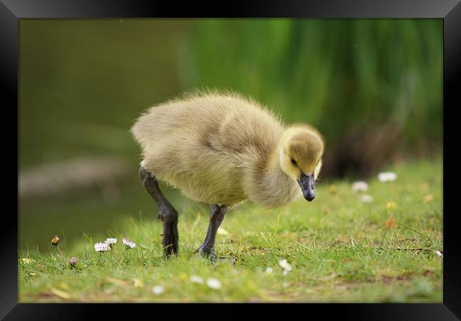 Young Canadian Gosling 2 Framed Print by Dave Windsor