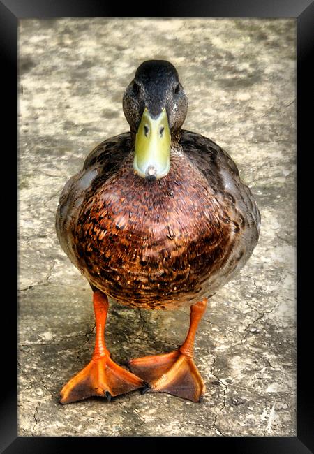 Mallard Duck Framed Print by Dave Windsor