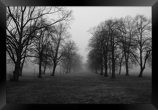 Foggy Walk Framed Print by Dave Windsor