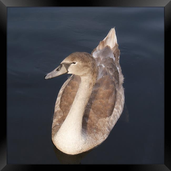 Young Swan Framed Print by Dave Windsor