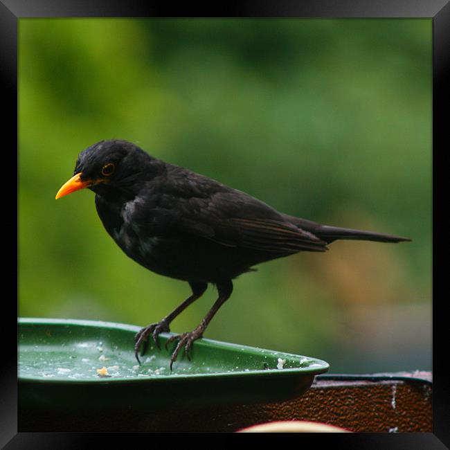 Black Bird Framed Print by Dave Windsor