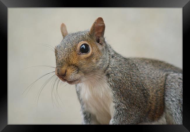 Squirrel (Close Up) Framed Print by Dave Windsor