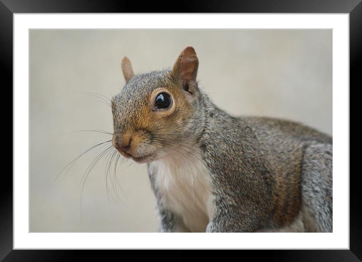 Squirrel (Close Up) Framed Mounted Print by Dave Windsor