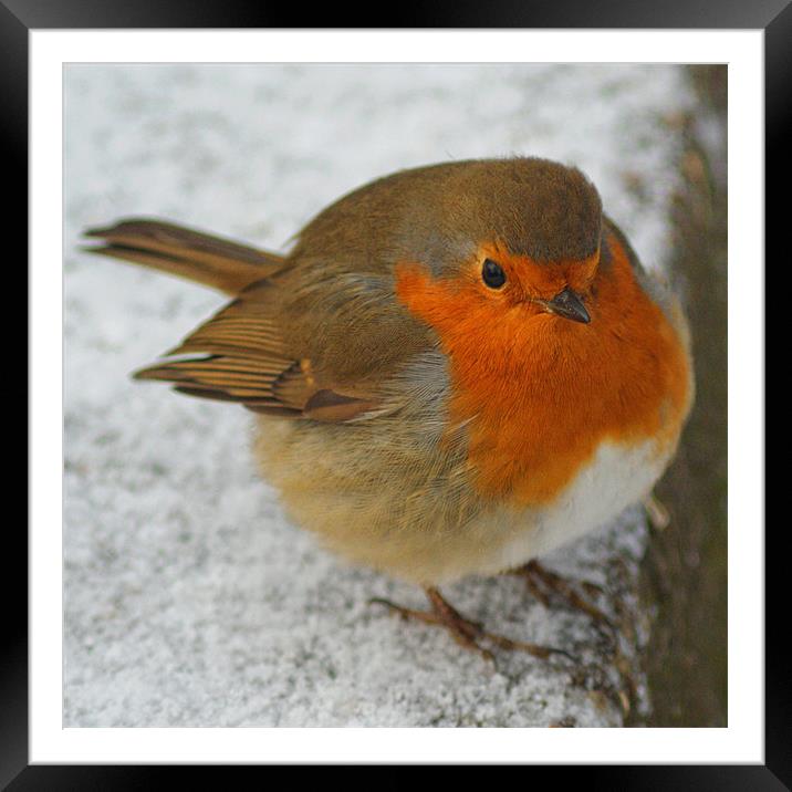 Cheeky Robin Framed Mounted Print by Dave Windsor